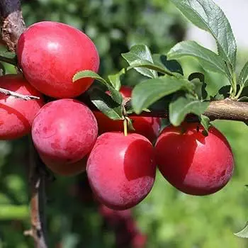 Fruit Plants
